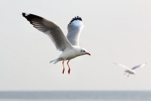 Le caratteristiche del gabbiano