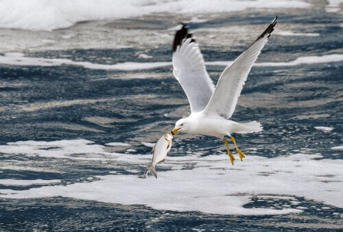 Gabbiano mangia pesce
