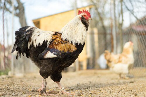 Le varie specie di galline - I Miei Animali
