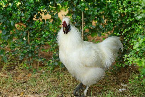 La gallina moroseta giapponese tra specie di galline affascinanti