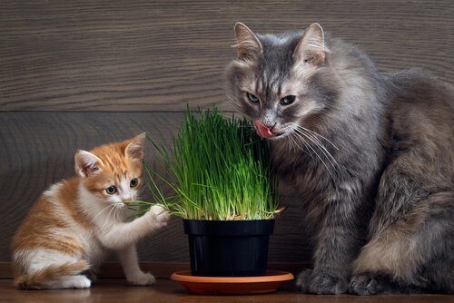 Gatti che mangiano erba