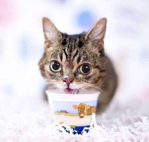 gattino yogurt