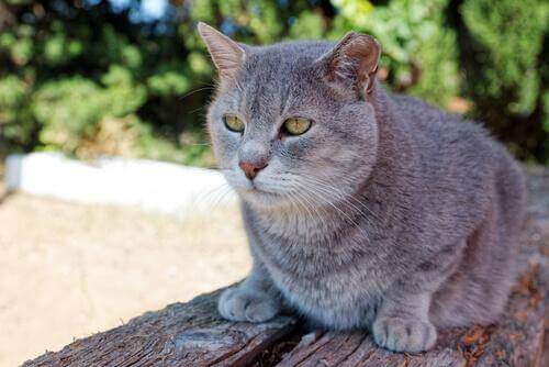 Gatto anziano grigio