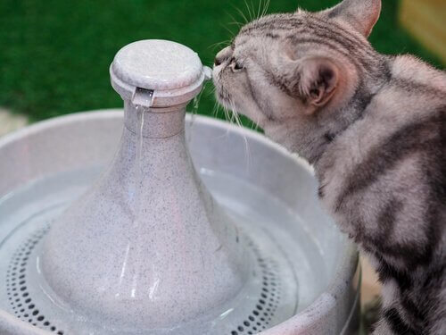 Gatto che beve acqua