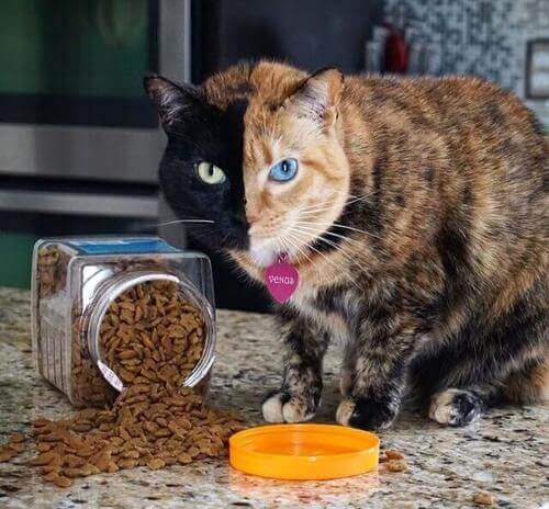 gatto bicolore su instagram