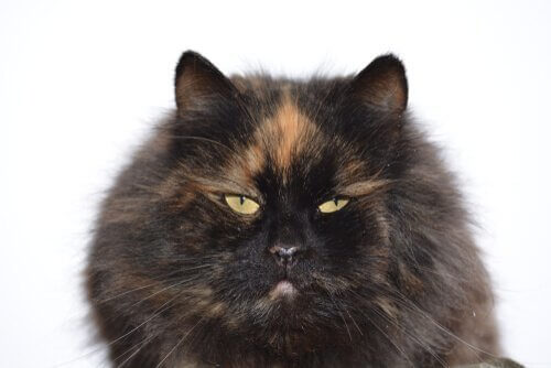 Leggenda gatto carey