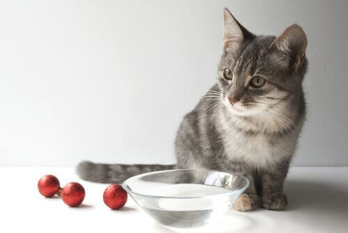 Cosa fare se il gatto non vuole bere acqua