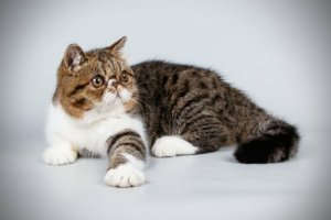 Conosciamo insieme il gatto esotico