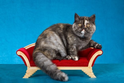 Gatto esotico su mini divano rosso