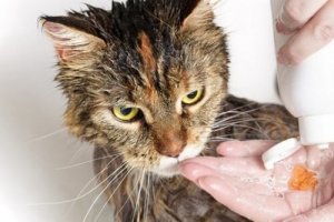 Perché i gatti hanno paura dell'acqua?