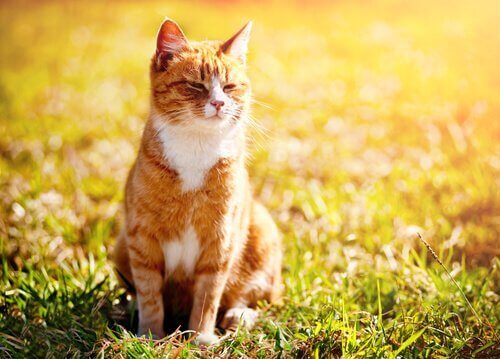 Un gatto al sole