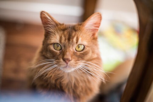Il gatto somalo: personalità e cure necessarie