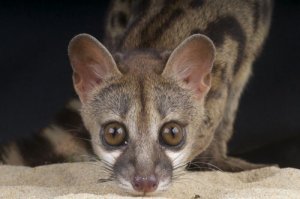 Origine della genetta