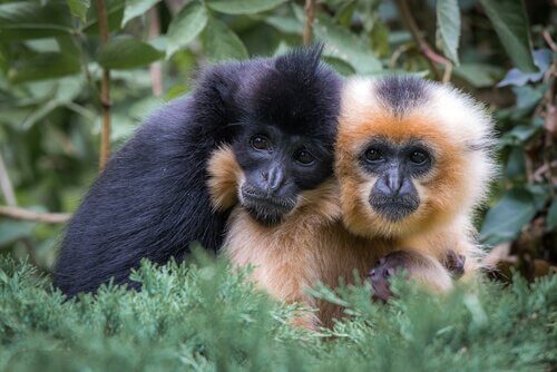 Gibboni scimmie