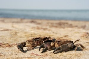 Le differenze fra il granchio e la granseola