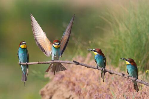 Gruccioni su un ramo