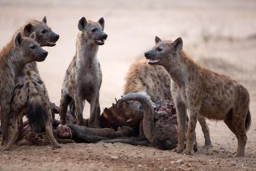 gruppo di iene che mangiano