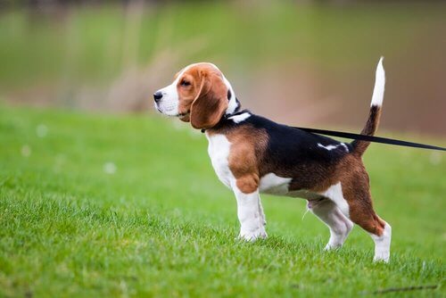 Cucciolo di beagle al guinzaglio