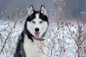Conosciamo insieme l'husky siberiano