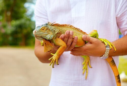 Consigli per adottare un'iguana come animale domestico