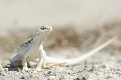 Iguana del deserto tra specie di iguane più diffuse