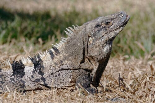Iguana nera