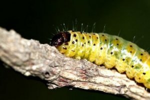 Il bruco: varietà e specie