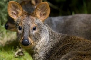 Conosciamo insieme il pudu, il cervo più piccolo