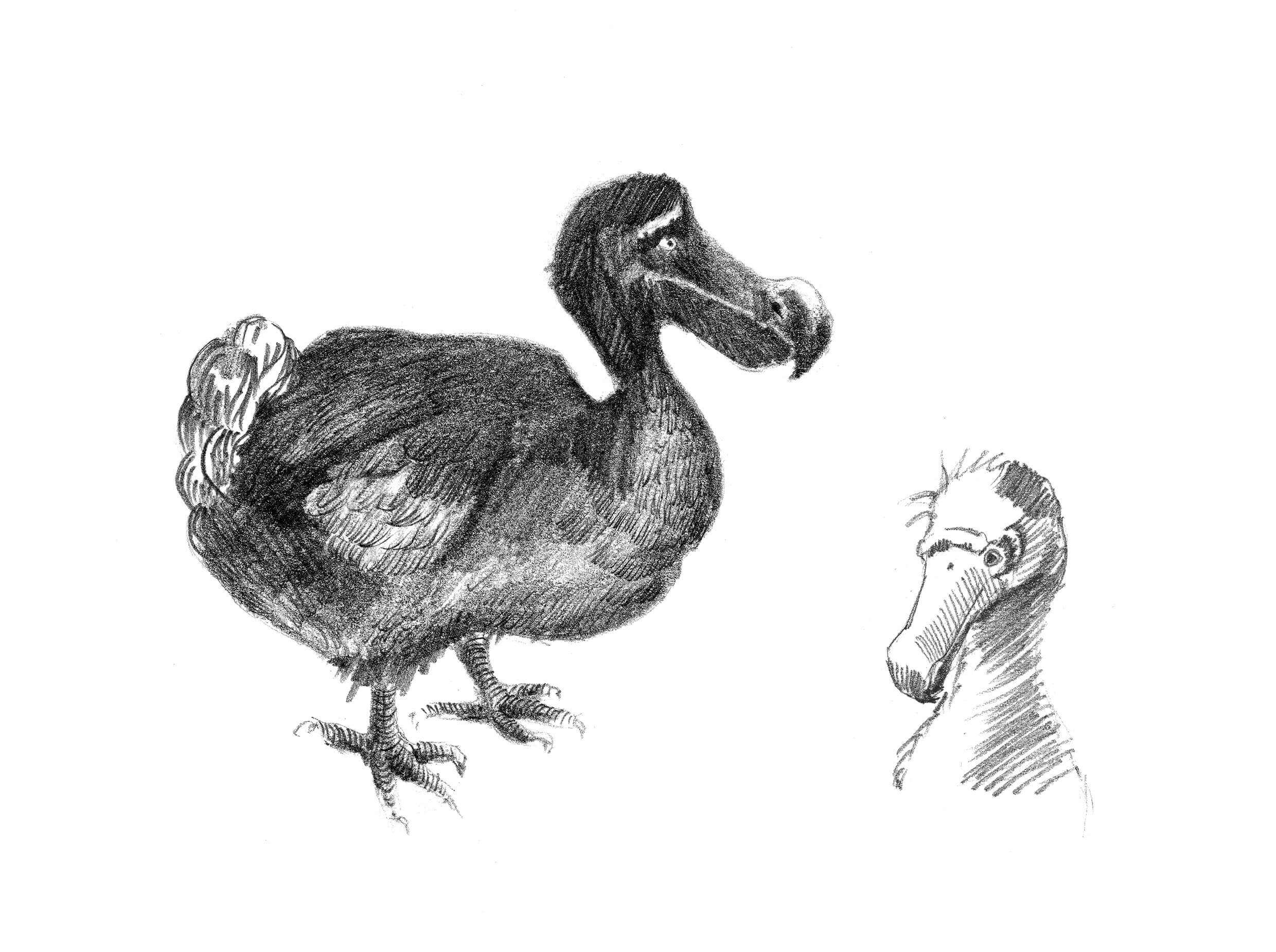 Il dodo
