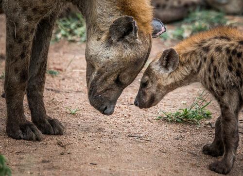 Il dominio delle femmine di iena: di cosa si tratta?