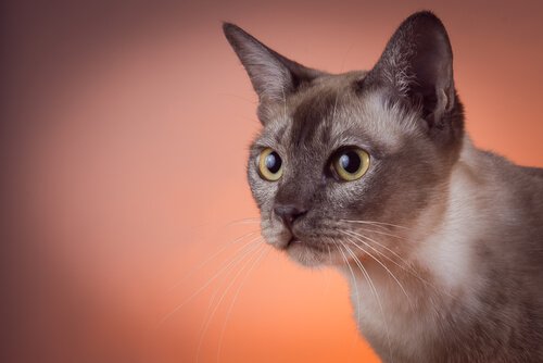Gatto tonkinese: caratteristiche e cure - I Miei Animali