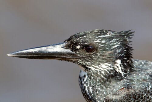 Il martin pescatore gigante