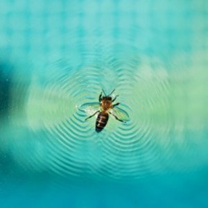 Come evitare gli insetti in piscina: manutenzione e trucchi