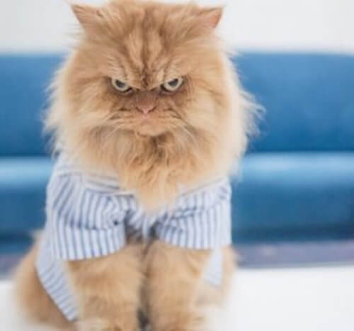 I profili dei gatti più famosi di Instagram