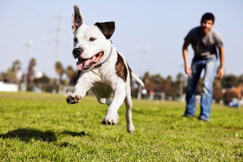 Cane corre sul prato