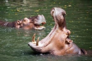 I 5 animali africani più pericolosi