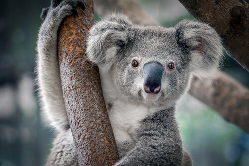 Koala attaccato al ramo di un albero