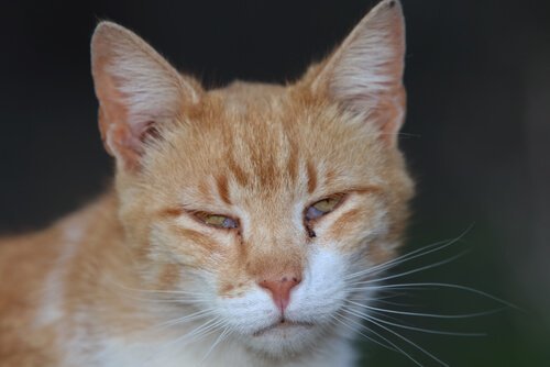 la membrana nittante