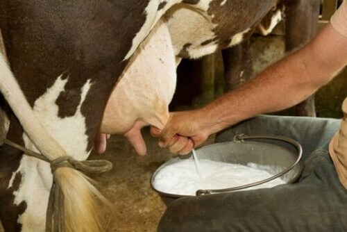 Se il latte crudo è pericoloso, perché viene venduto?