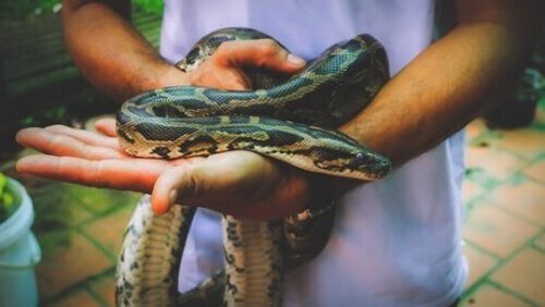 Malattie dei serpenti: eccone alcune