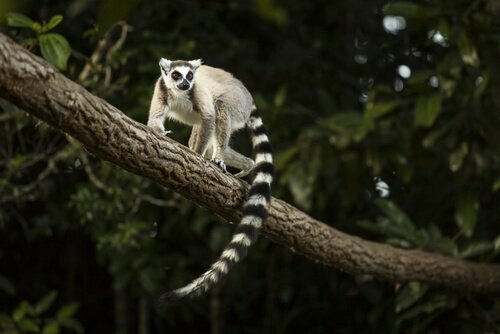 Lemure coda ad anelli