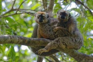 I lemuri si curano contro i parassiti