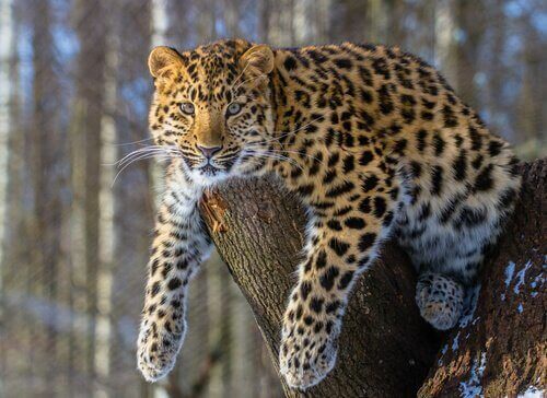 Leopardo sdraiato