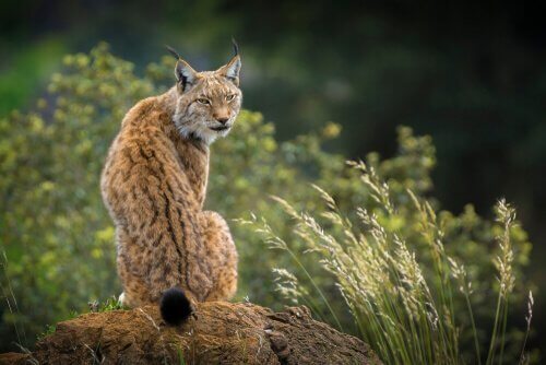 Lince dognana