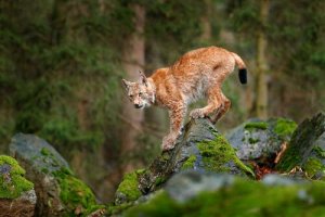 La lince europea minacciata dalla caccia