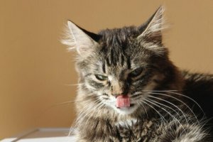 Perché i gatti usano la lingua per pulirsi?