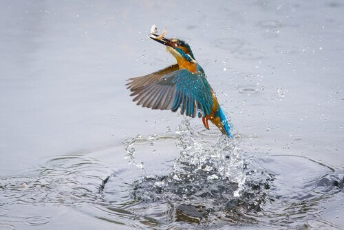 Martin pescatore caccia