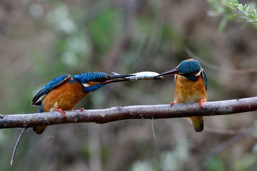 Martin pescatore pesca