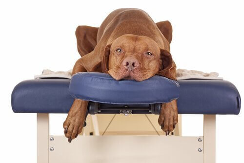 Massaggi per cane