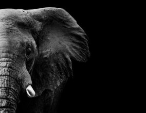 La memoria dell'elefante: mito o verità?
